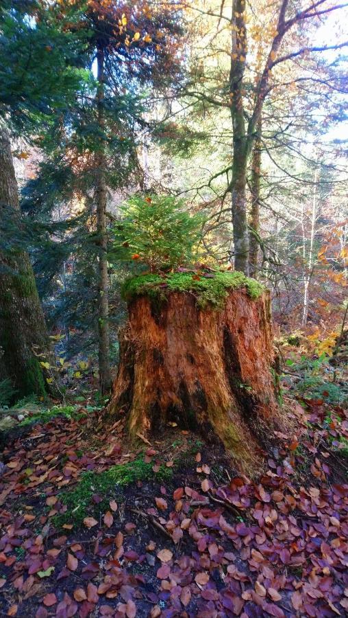 Landhotel Wilder Mann Eggingen Dış mekan fotoğraf